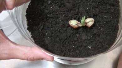 Como plantar amendoins em casa d