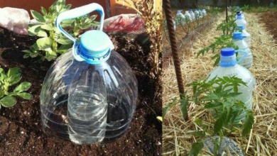 Dica fantástica para regar plantas e poupar água ao mesmo tempo