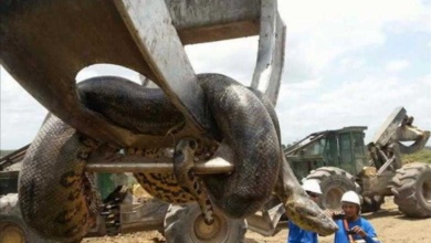 Trabalhadores explodem caverna e esbarram com anaconda gigantesca