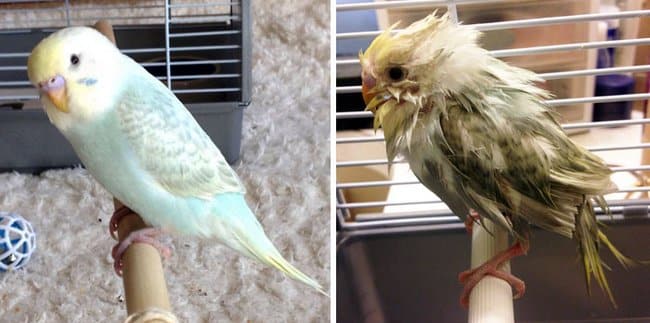 21 Fotos reveladoras de animais antes e durante o banho