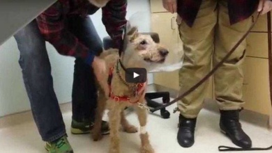 A reação de um cachorro cego, após a cirurgia, ao ver sua família pela primeira vez é emocionante