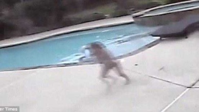 Menina de 5 anos vê a mãe inanimada na piscina. Não vai acreditar no que a câmera de segurança captou depois…