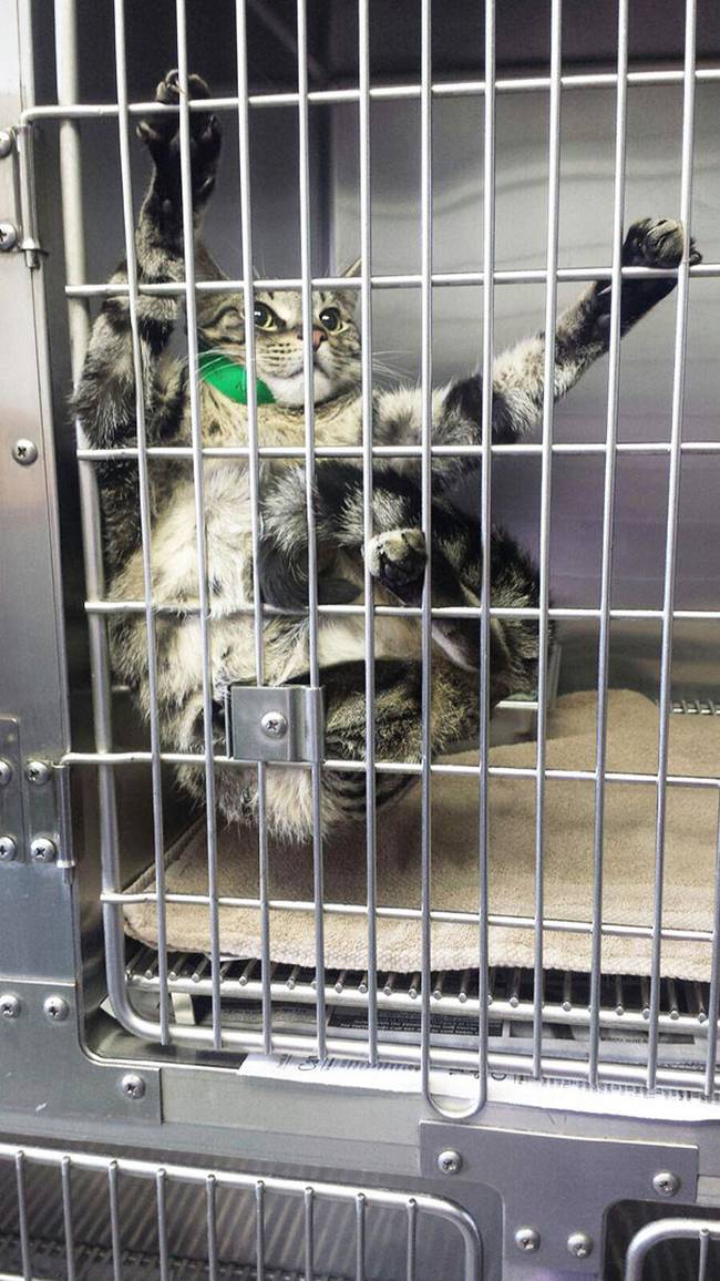 9-25-gatos-devastados-ao-descobrirem-que-estao-no-veterinario