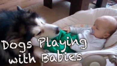 Se você deixa seu bebê sozinho com o cachorro, PRECISA ver este vídeo. Simplesmente maravilhoso.