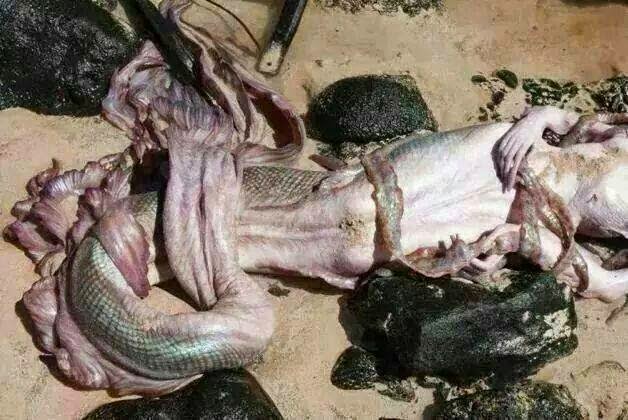 Corpo de Sereia é encontrado numa praia no BRASIL