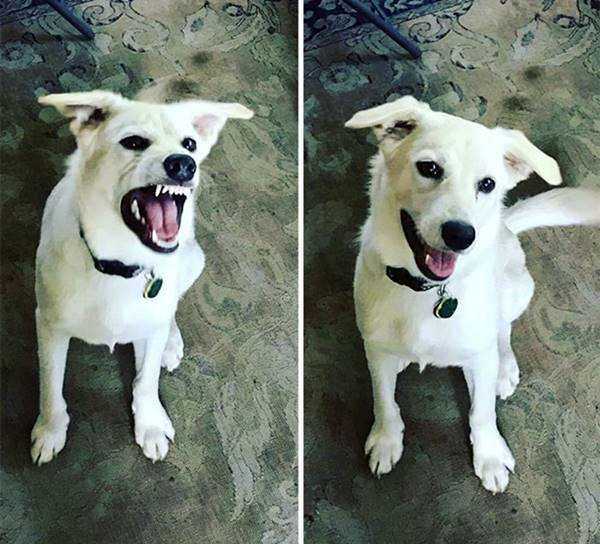 21 Fotos de animais antes e depois de serem chamados de “bom garoto”