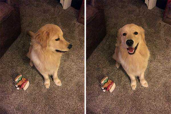 21 Fotos de animais antes e depois de serem chamados de “bom garoto”