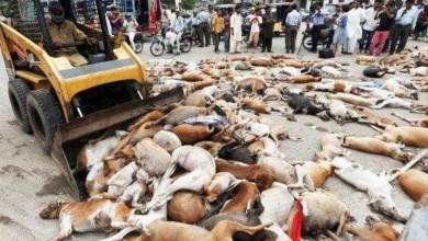 Prefeitura envenena mais de mil cães e promete matar mais 2 mil, veja f