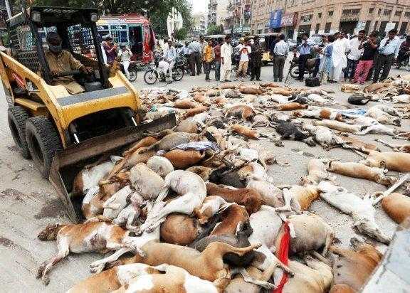 Prefeitura envenena mais de mil cães e promete matar mais 2 mil, veja f