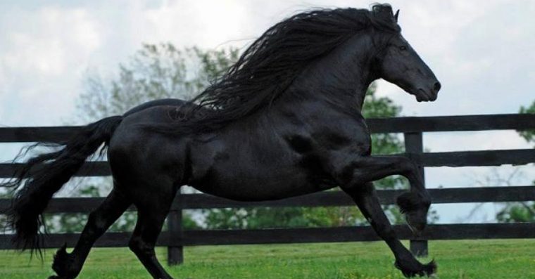 Parece um cavalo normal de costas. Mas quando ele se vira? Você vai se apaixonar por sua beleza
