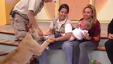 Essa criança quase foi devorada ao vivo por um leão