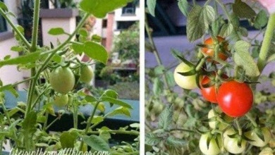 Como plantar tomates de maneira a obter melhores resultados!
