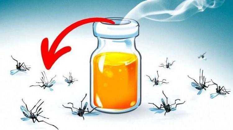 6 aromas que espantam os mosquitos