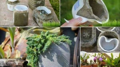 25 Ideias de Vasos de Cimento para Jardim