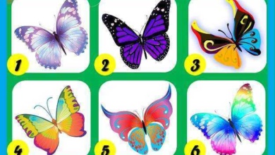 Teste das borboletas: Veja o que elas dizem sobre sua personalidade!