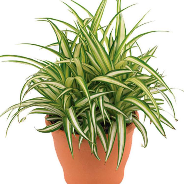 Clorofito é uma das plantas que podem ser cultivadas no escritório para reduzir o estresse