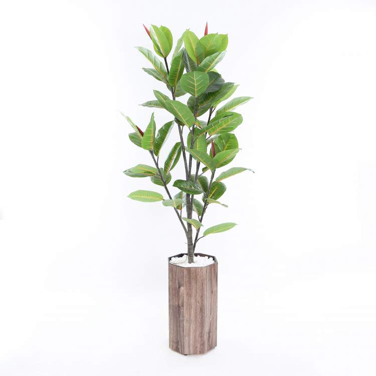 Seringueira é uma das plantas que podem ser cultivadas no escritório para reduzir o estresse