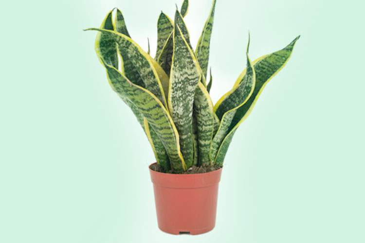 Espada-de-São-Jorge é uma das plantas que podem ser cultivadas no escritório para reduzir o estresse