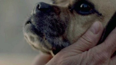 Este vídeo de 1 minuto precisa ser visto por todos os amantes de cães
