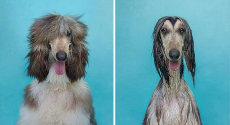 15 imagens divertidas de cães antes e depois do banho