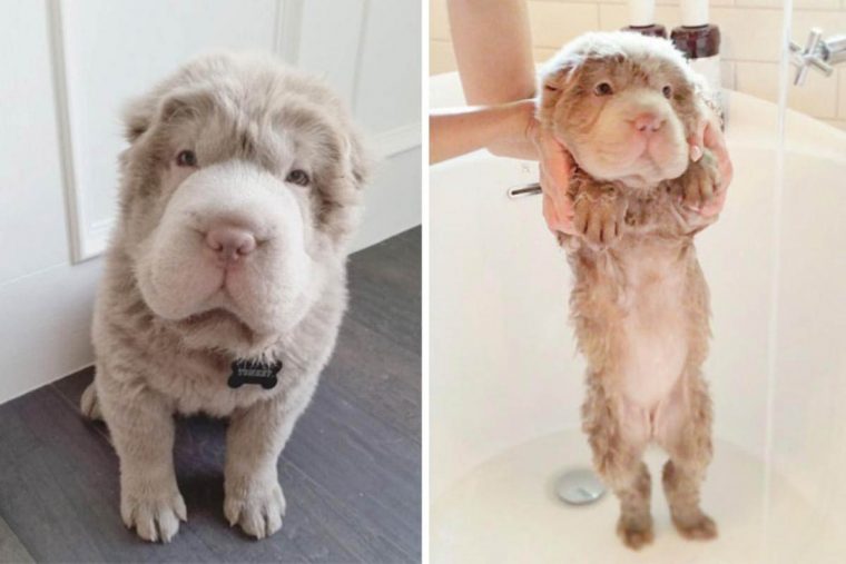 15 imagens divertidas de cães antes e depois do banho