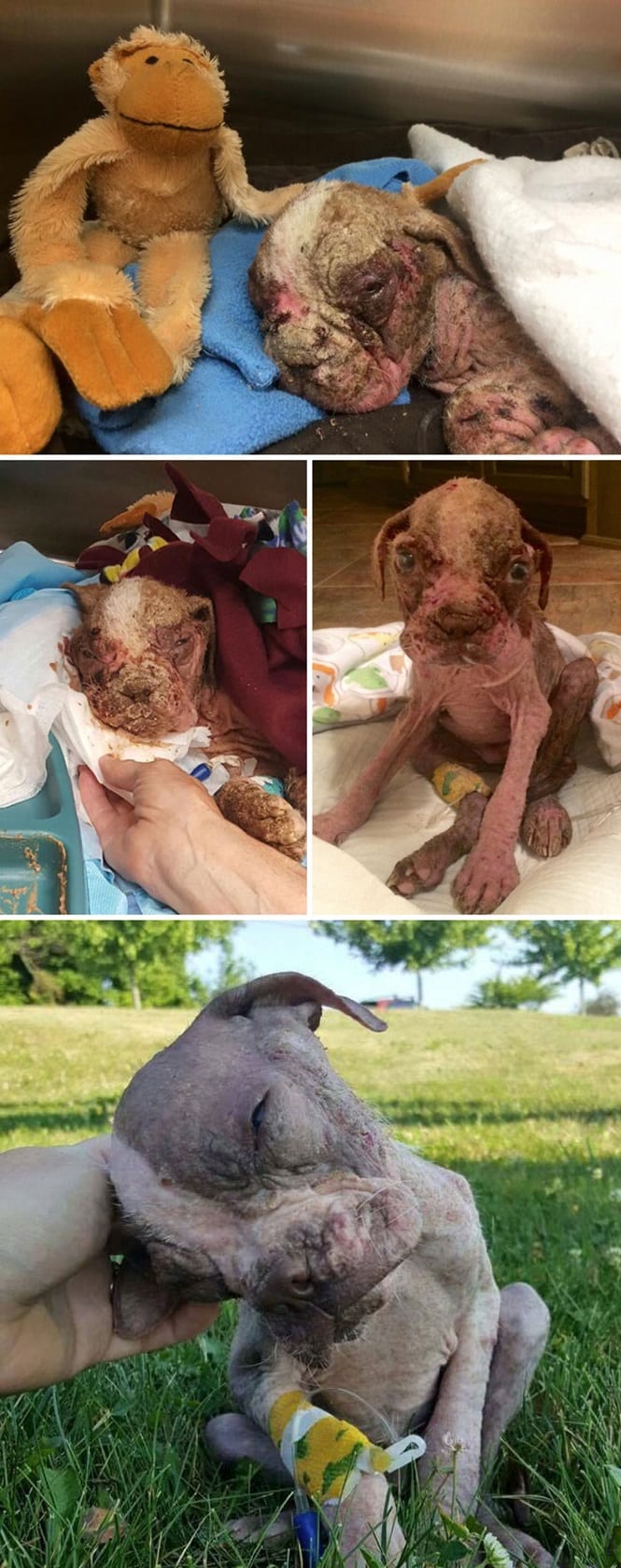 20 imagens inacreditáveis de cães antes e depois de serem resgatados