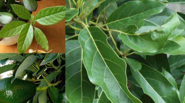 Folhas de abacate e suas incríveis propriedades medicinais