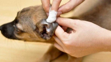 Como limpar as orelhas do cachorro