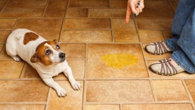 Como evitar que o cão urine pela casa