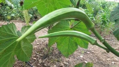 Aprenda como plantar quiabo