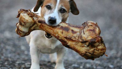 10 Alimentos que seu cão nunca deve comer