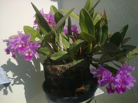 Como-plantar-orquídeas-em-xaxim