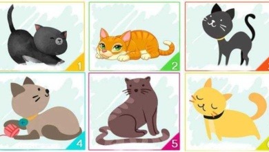 Escolha um dos gatos e ele revelará informações importantes sobre sua personalidade