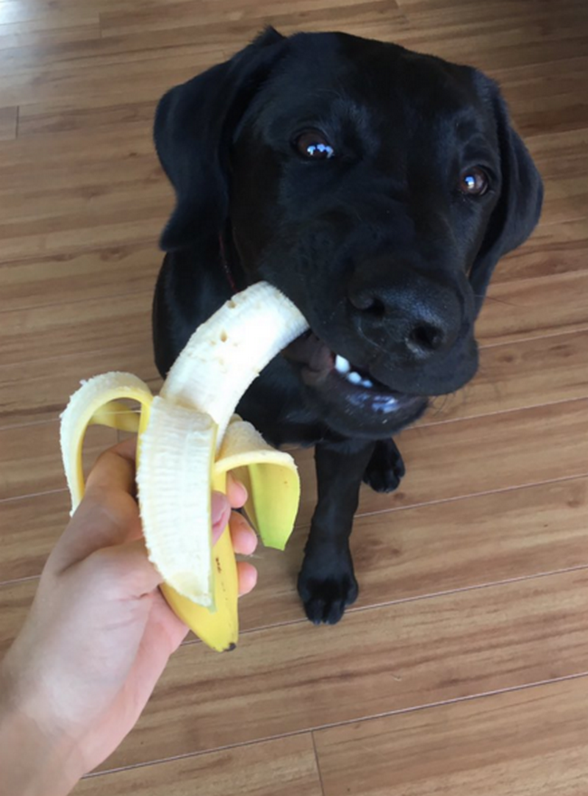 cachorro-que-adora-bananas-3