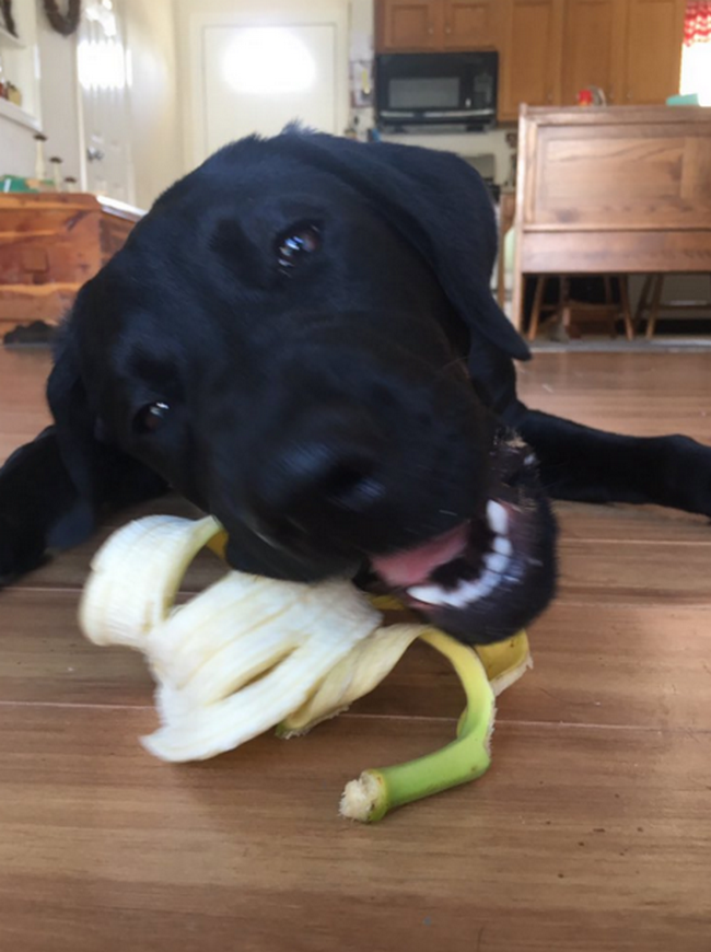 cachorro-que-adora-bananas-4