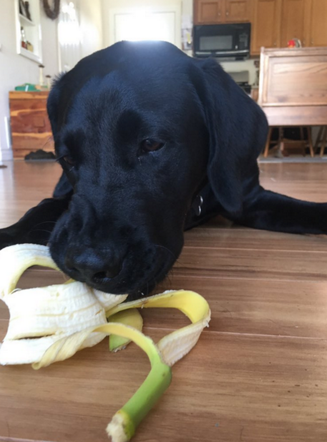 cachorro-que-adora-bananas-8