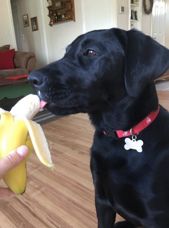 cachorro-que-adora-bananas-7