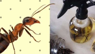 10 soluções caseira para acabar com as formigas da sua casa