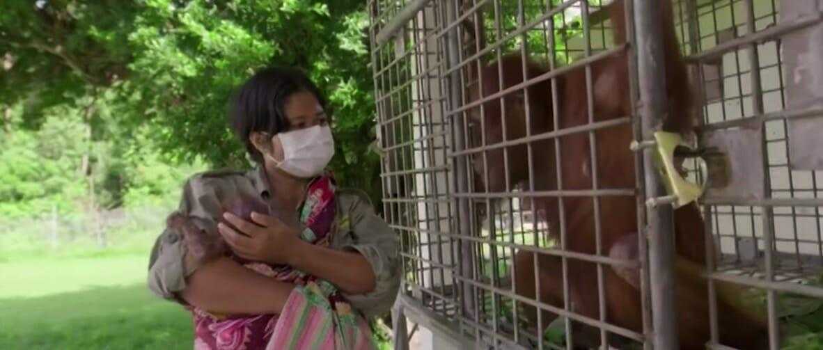 Mãe orangotango finalmente se reúne com seu bebê sequestrado e sua reação nos emocionou