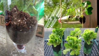 Como cultivar 12 alimentos em garrafas plásticas
