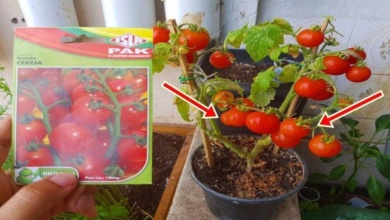 Como plantar tomate cereja em vaso