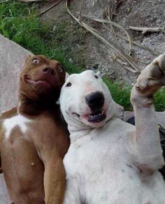 selfies de animais