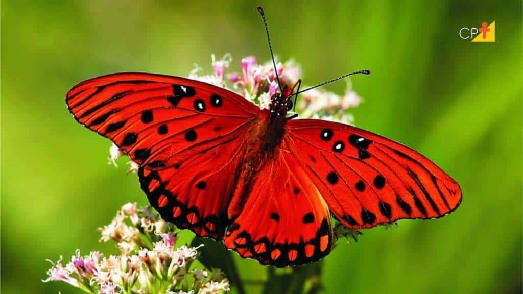 Escolha uma das borboletas e descubra um pouquinho mais sobre si