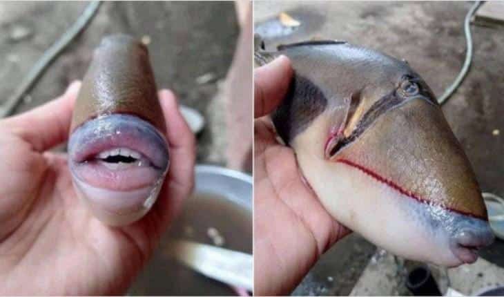 Peixe com ‘dentes humanos’ faz sucesso na internet, ele tem até ‘lábios com preenchimento’