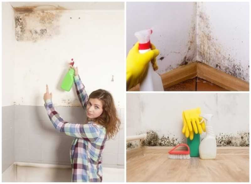 Saiba como eliminar a umidade e o mofo das suas paredes