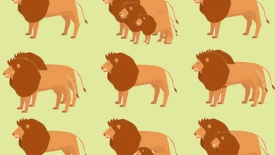 Teste divertido: aprimore suas habilidades de observação! Quantos leões você vê?