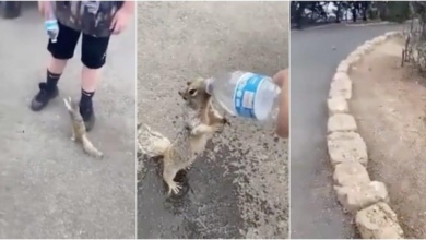 Esquilo com sede implora para garoto por um pouco de água