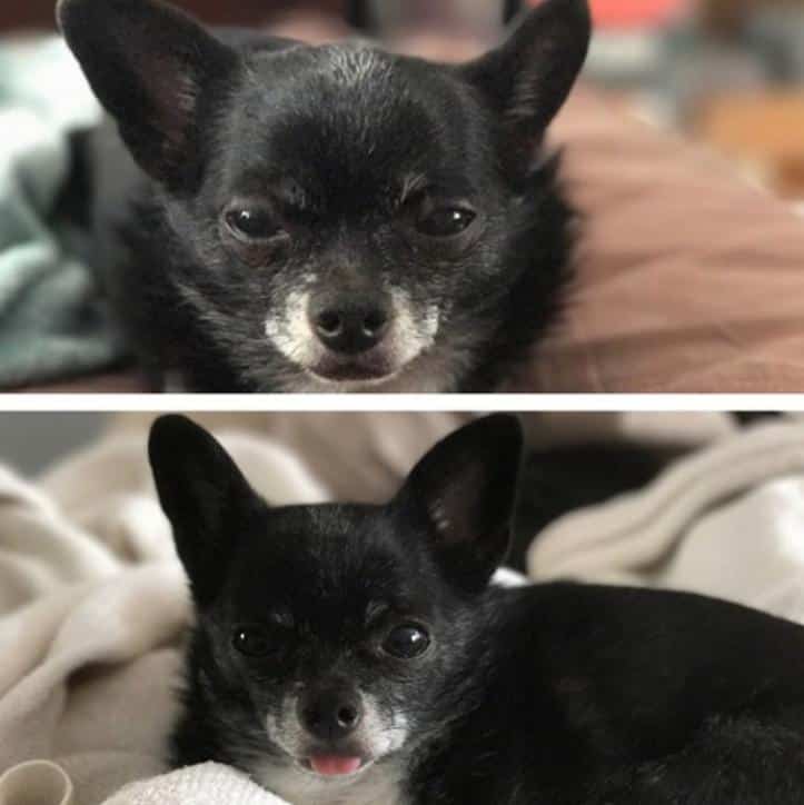 26 fotos do antes e depois de animais serem chamados de “bom garoto”