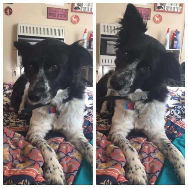 26 fotos do antes e depois de animais serem chamados de “bom garoto”