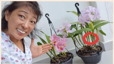 Técnica Simples e Eficaz Para Fazer as Orquídeas Florirem com Abundância